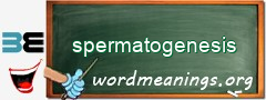 WordMeaning blackboard for spermatogenesis